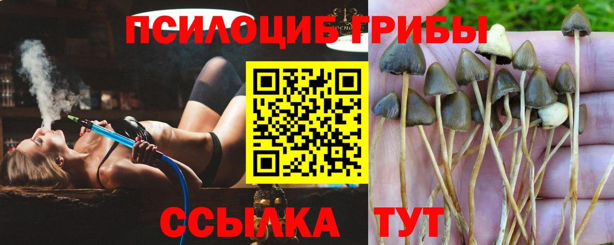 Галлюциногенные грибы прущие грибы  Псилоцибиновые грибы Psilocybe  Елизово  Вход с VPN 